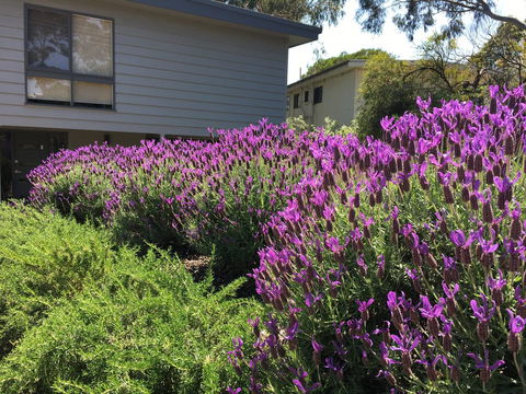 Kookas Retreat - Australian Directory 14