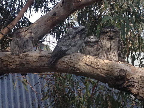 Kookas Retreat - Australian Directory 15