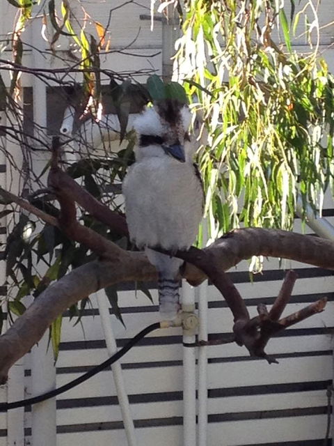 Kookas Retreat - Australian Directory 16