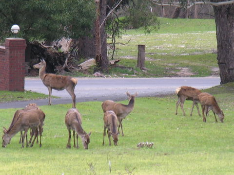 The Grampians Motel - Australian Directory 23