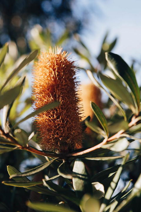 Dunkeld Studio Accommodation - Australian Directory 19