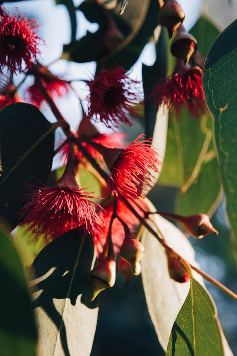 Dunkeld Studio Accommodation - Australian Directory 20