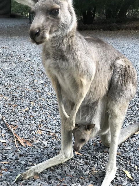 Day Dream Cottage - Australian Directory 12