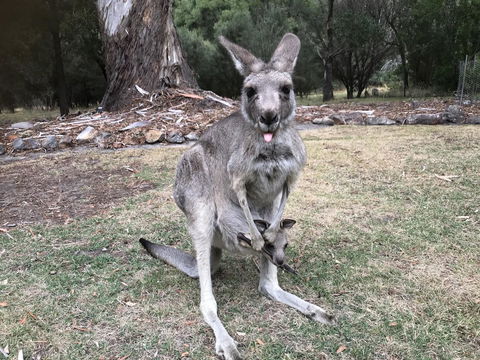 Day Dream Cottage - Australian Directory 11