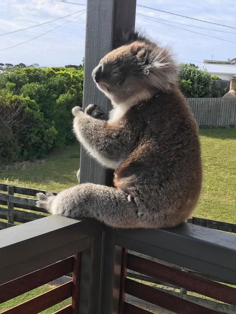 Sunsets On Martyrs Luxury Coastal Beach House Peterborough - Australian Directory 28