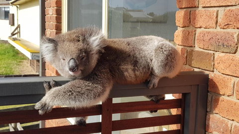 Sunsets On Martyrs Luxury Coastal Beach House Peterborough - Australian Directory 27