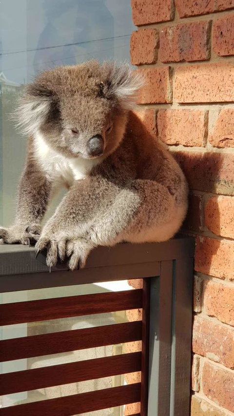 Sunsets On Martyrs Luxury Coastal Beach House Peterborough - Australian Directory 26