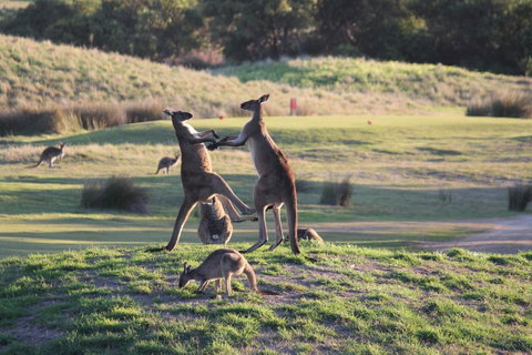 Yarra Valley Lodge - Australian Directory 38