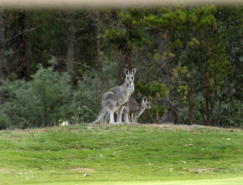 RACV Goldfields Resort - Australian Directory 20