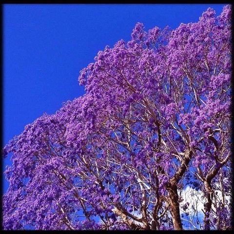 The Church - Australian Directory 3