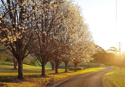 The Drawing Rooms Of Berry - Australian Directory 1