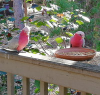 The Treehouse In Dawesville - Australian Directory