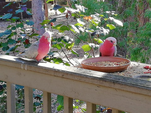 The Treehouse In Dawesville - Australian Directory 1