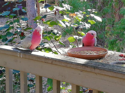 The Treehouse In Dawesville - Australian Directory 0