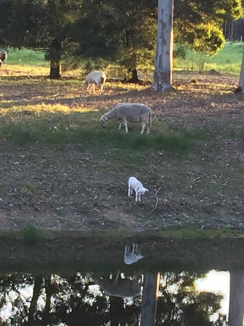 Tree Of Love Farm Stay - Australian Directory 2