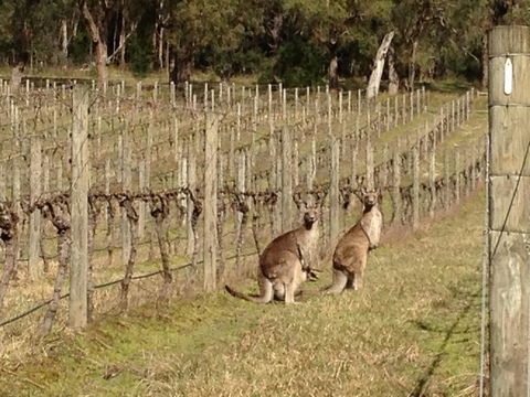 Valley Farm Vineyard Villas - Australian Directory 2