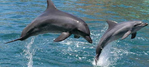 Venetian Canal 1 Bedroom Apartment - Australian Directory 2