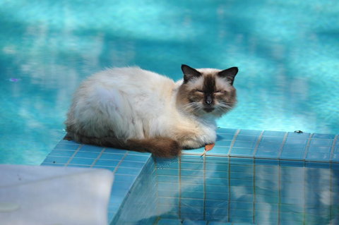 Villa Nirvana - Australian Directory 3