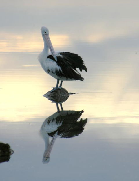 Wanderers Rest Of Kangaroo Island - Australian Directory 3