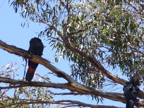 Wanderers Rest Of Kangaroo Island - Australian Directory 2