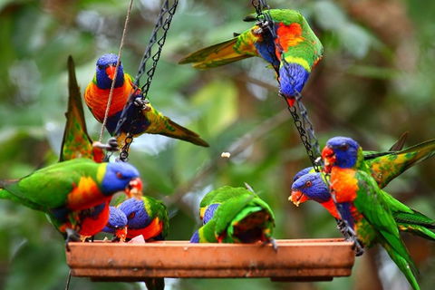 Thala Beach Nature Reserve - Australian Directory 43