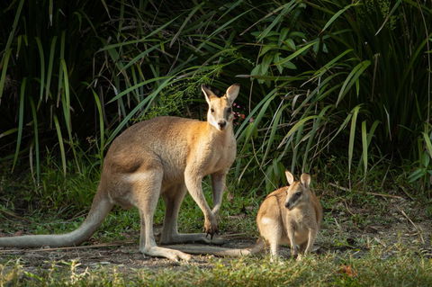 Thala Beach Nature Reserve - Australian Directory 2