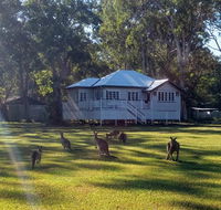 Lake Weyba Noosa Lodge  Kangaroos - Australian Directory