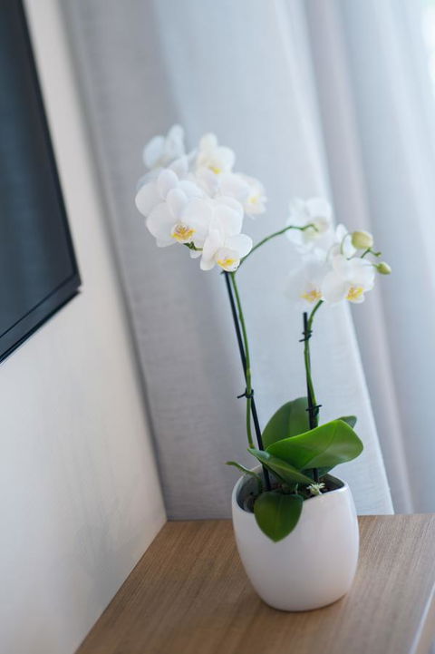 Heart Hotel And Gallery Whitsundays - Australian Directory 28