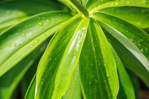 Port Douglas Motel - Australian Directory 27