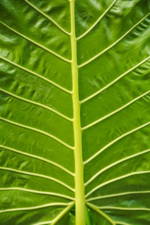 Port Douglas Motel - Australian Directory 24