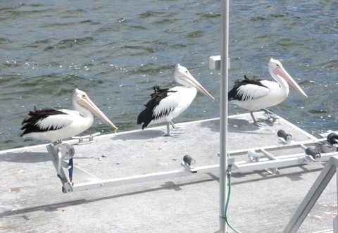 Gaia On Bribie Island - Australian Directory 40