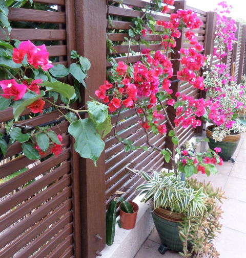 Gaia On Bribie Island - Australian Directory 43