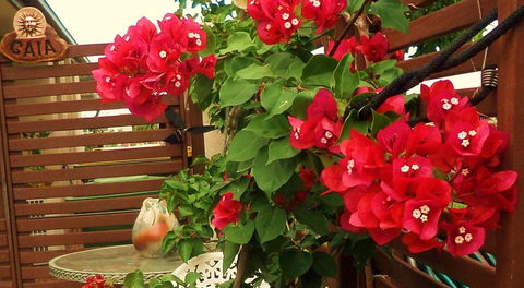 Gaia On Bribie Island - Australian Directory 26