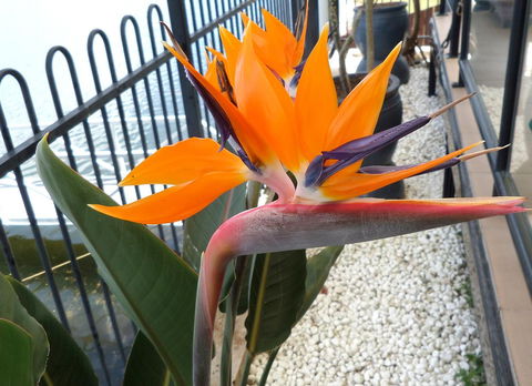 Gaia On Bribie Island - Australian Directory 24