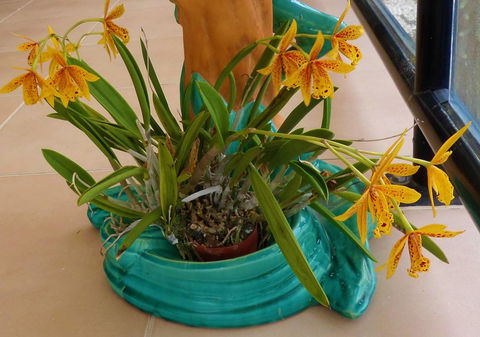 Gaia On Bribie Island - Australian Directory 44