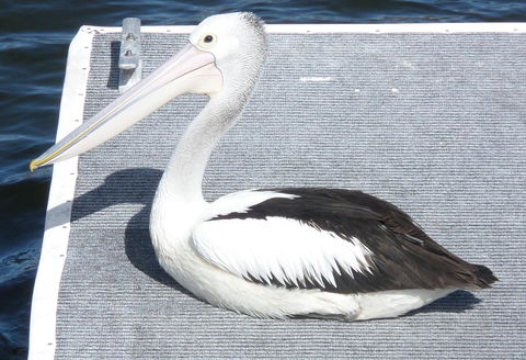 Gaia On Bribie Island - Australian Directory 42