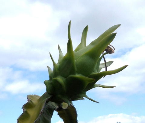 Gaia On Bribie Island - Australian Directory 22