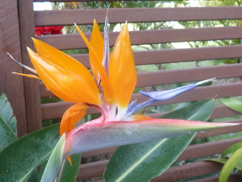 Gaia On Bribie Island - Australian Directory 38