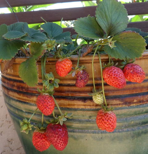 Gaia On Bribie Island - Australian Directory 7