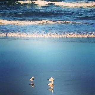 Oceania On Burleigh Beach - Australian Directory 40