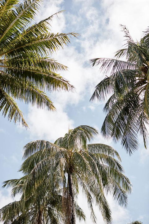 Novotel Cairns Oasis Resort - Australian Directory 9