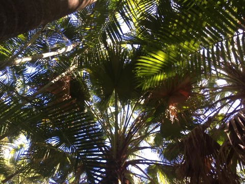 Casuarina - Australian Directory 11