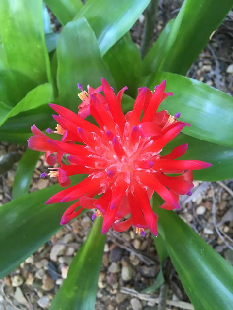 Casuarina - Australian Directory 2