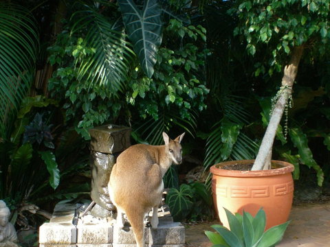 Bluewater Bed & Breakfast Cairns - Australian Directory 22