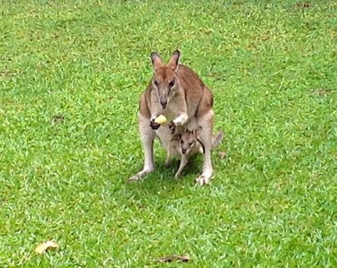 Bluewater Bed & Breakfast Cairns - Australian Directory 6