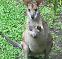 Bluewater Bed  Breakfast Cairns - Australian Directory