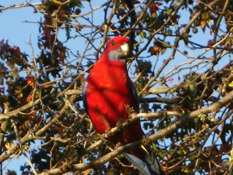 Yasuragi Cabins - Australian Directory 3