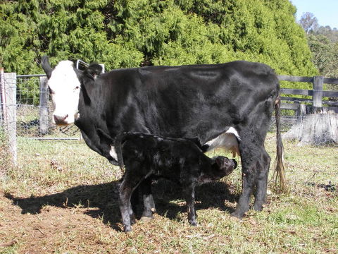 Yasuragi Cabins - Australian Directory 2