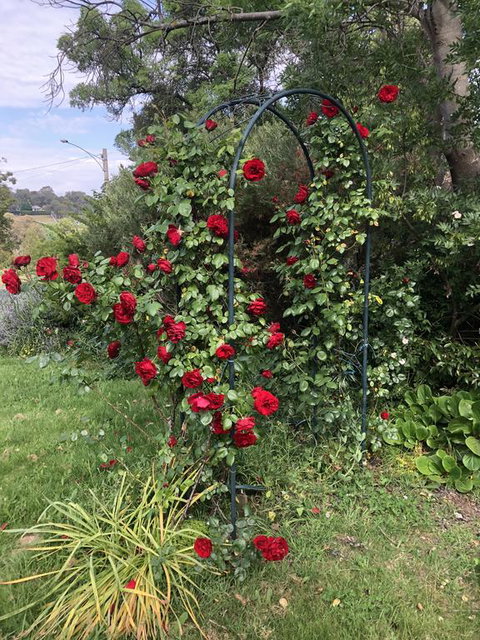 Zen Garde - Australian Directory 2