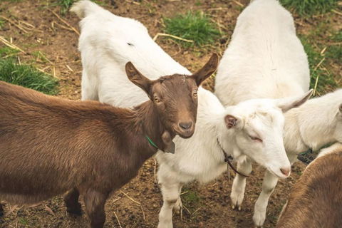Altitude - A Tiny House Experience In A Goat Farm By Tiny Away - Australian Directory 2